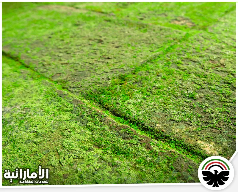 تركيب عشب صناعي للملاعب في عجمان 0582600901 شركة المؤسسة الإماراتية يعتني الفني بتحضير الأرض قبل وضع العشب لضمان ثباته ومظهر طبيعي ومريح للعين.